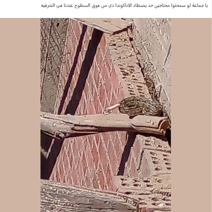 منشور الاستغاثة من ظهور الثعبان الضخم منشور الاستغاثة من ظهور الثعبان الضخم